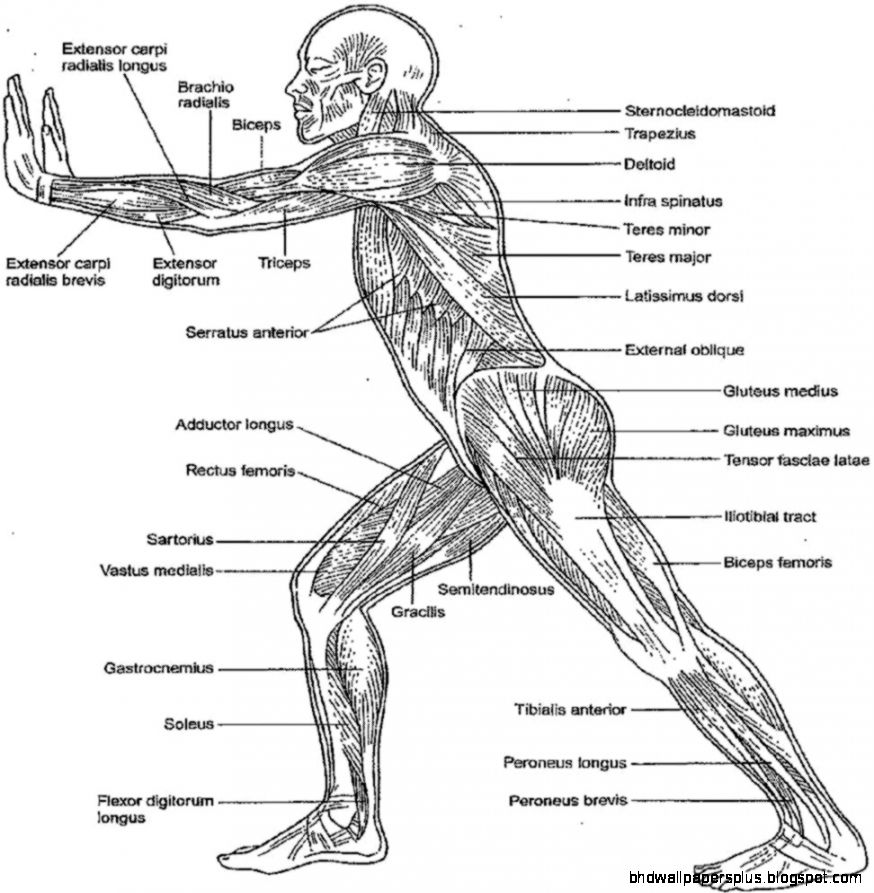 Free Free Anatomy And Physiology Coloring Pages, Download Free Free