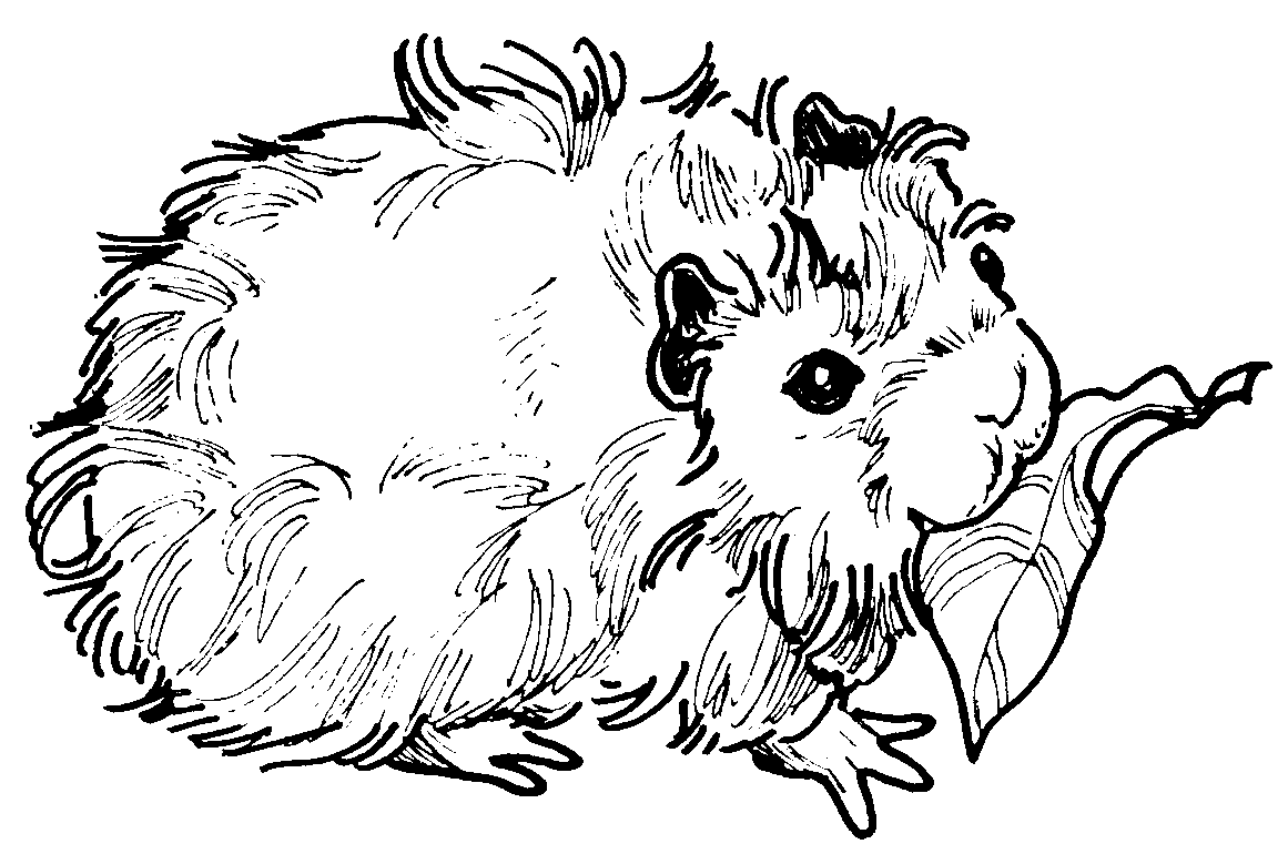 printable guinea pig coloring pages Clip Art Library