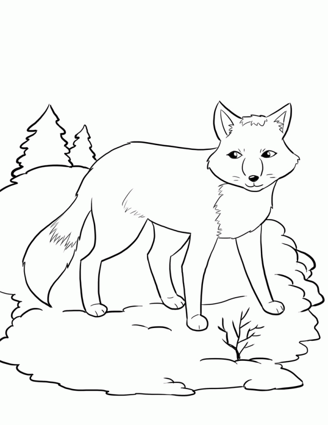 Winter Animal Coloring Pages Printable Arctic and Forest Animals