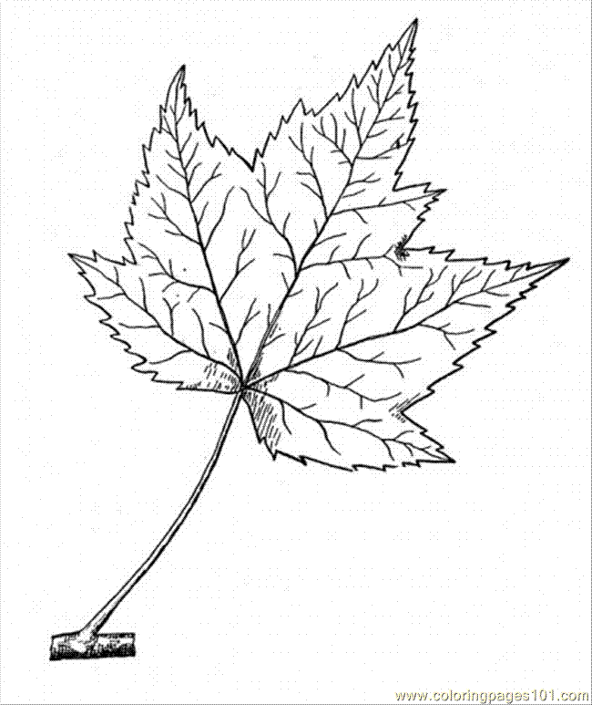 coloring pages of trees 646356