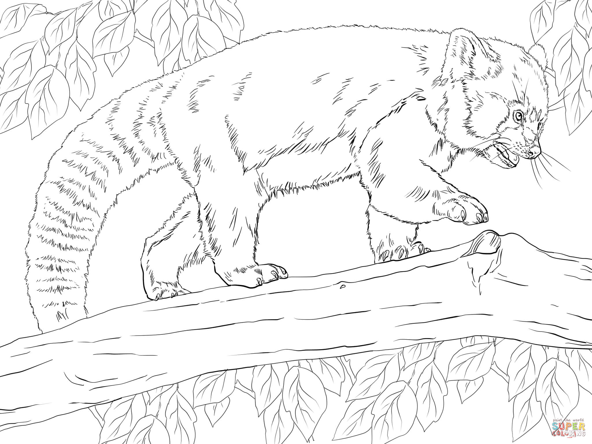 Free Red Panda Coloring Page, Download Free Red Panda Coloring Page png