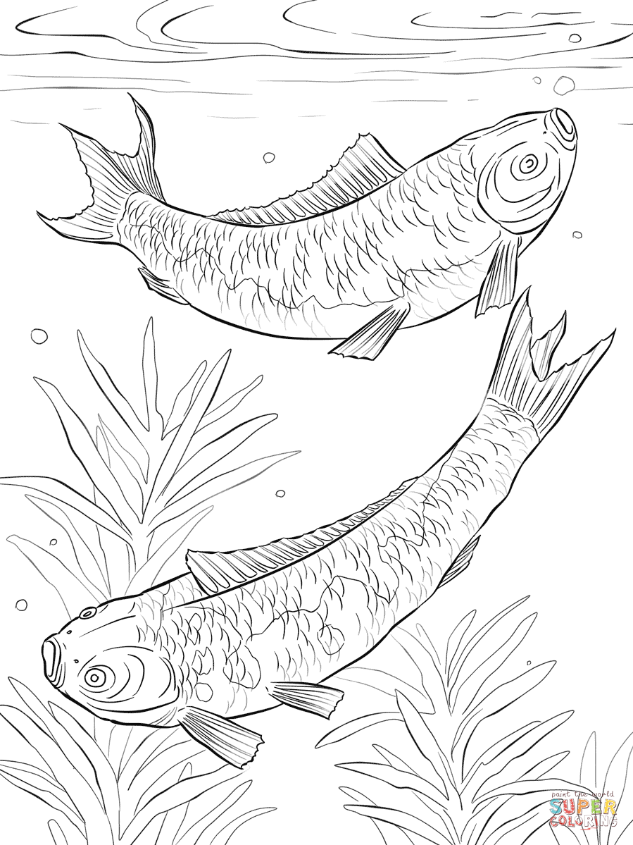 Free Koi Fish Coloring Pages, Download Free Koi Fish Coloring Pages png