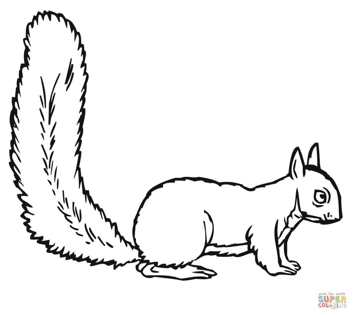 preschool squirrel coloring page Clip Art Library