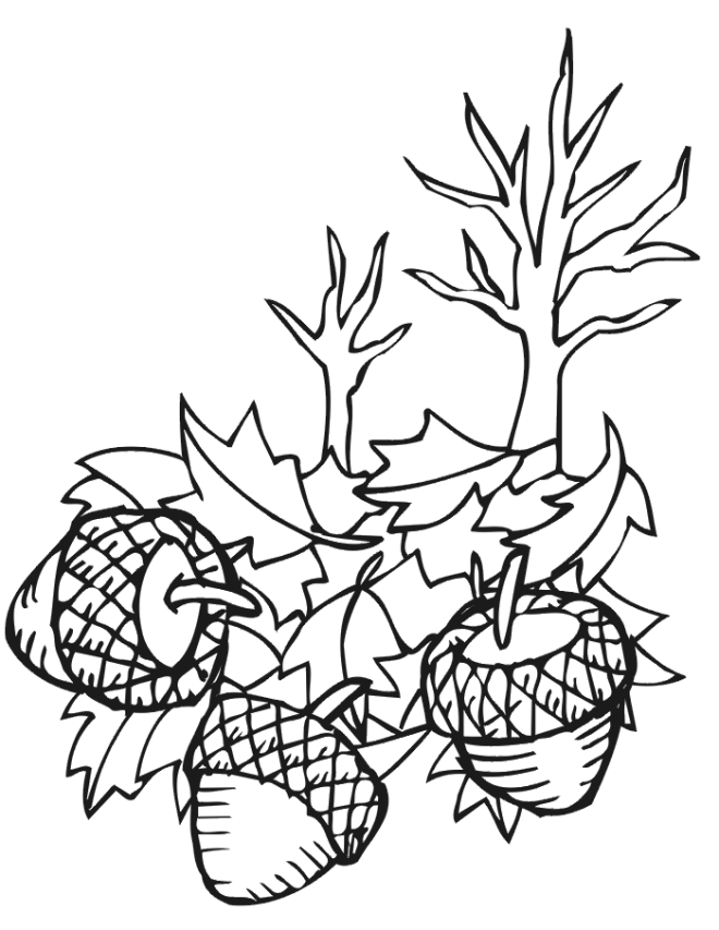 fall coloring pages acorns Clip Art Library