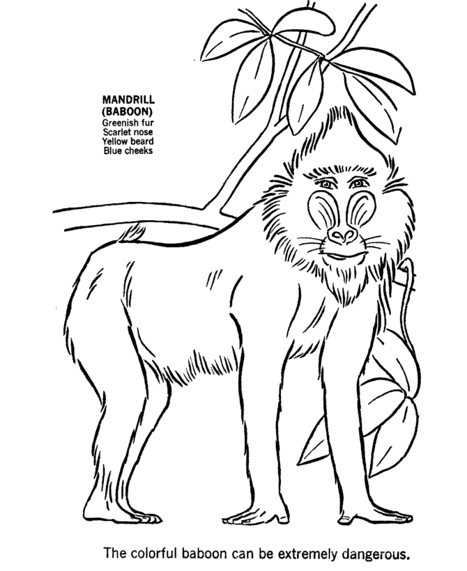 African Animal Coloring Pages Free Printable African Animals Coloring