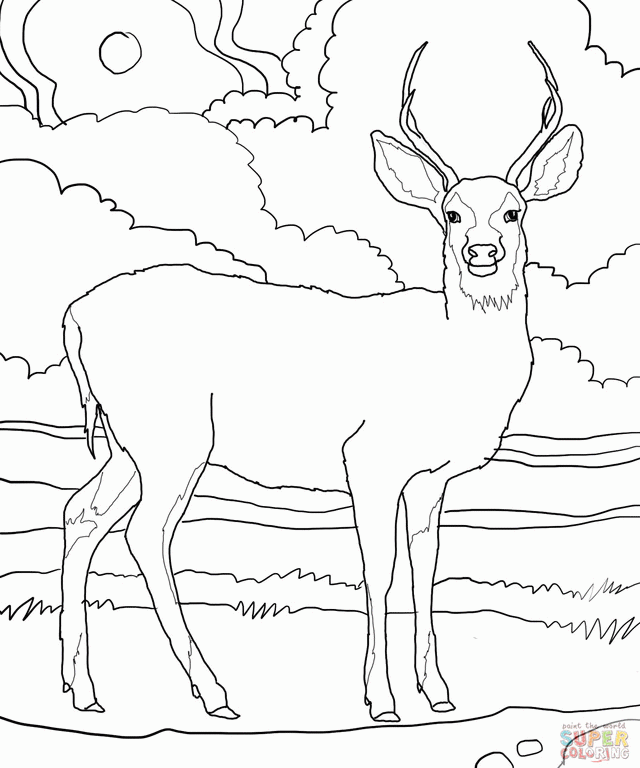 Free Coloring Pictures Of Deer, Download Free Coloring Pictures Of Deer