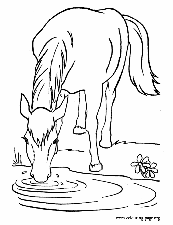 animal drinking water drawing Clip Art Library