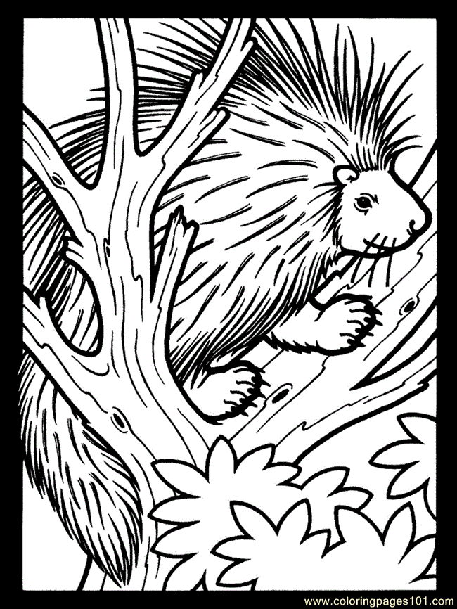 Free Porcupine Coloring Pages, Download Free Porcupine Coloring Pages