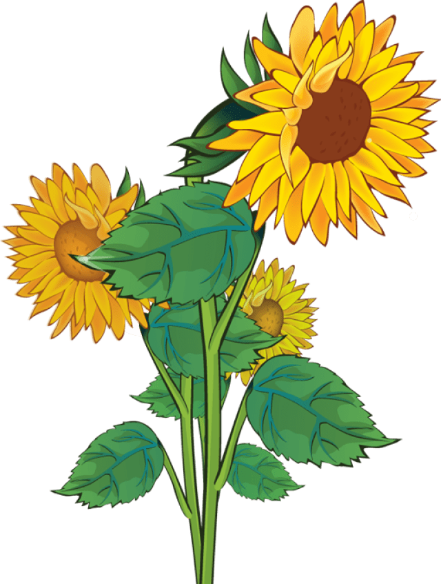 Sunflower Cliparts Bring the Beauty of Nature to Your Designs