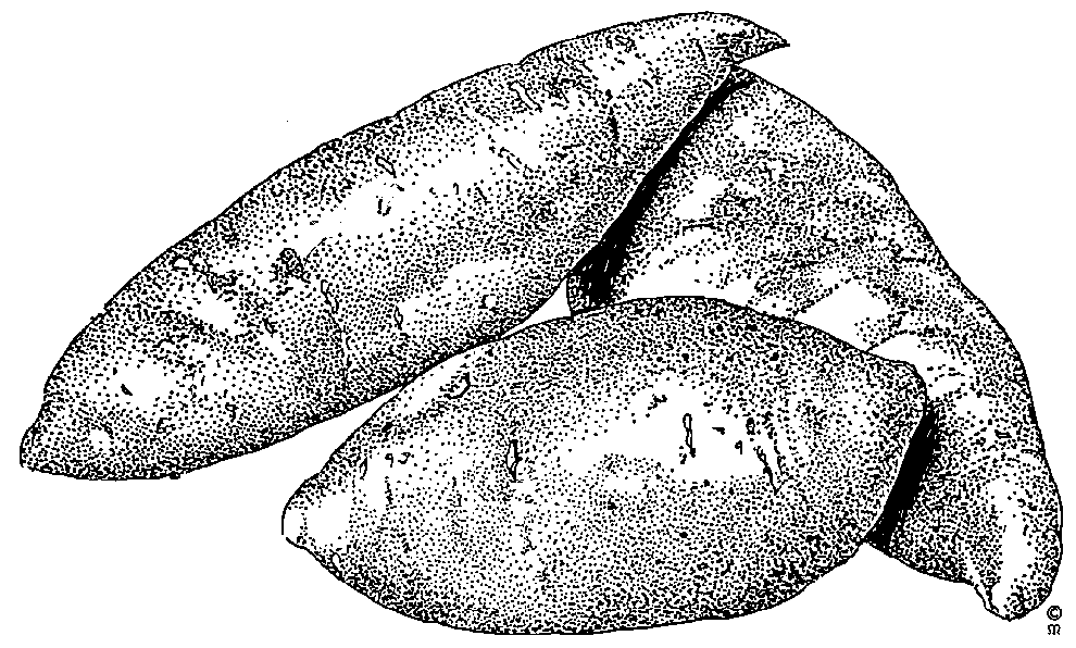 Free Yam Cliparts, Download Free Yam Cliparts png images, Free ClipArts