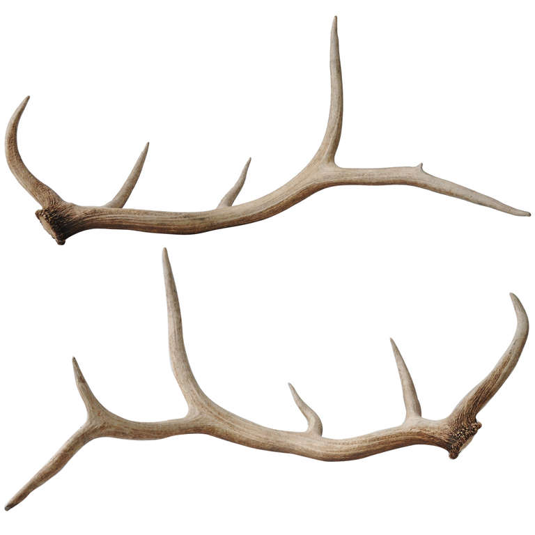 Free Elk Cliparts, Download Free Elk Cliparts png images, Free ClipArts