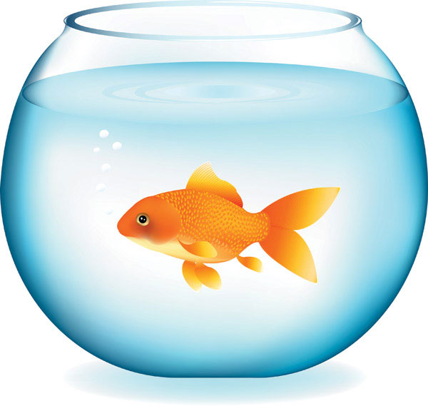 Free Goldfish Cliparts, Download Free Goldfish Cliparts png images, Free ClipArts on Clipart Library