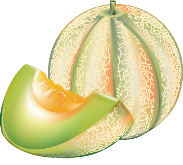 melon clipart Clip Art Library