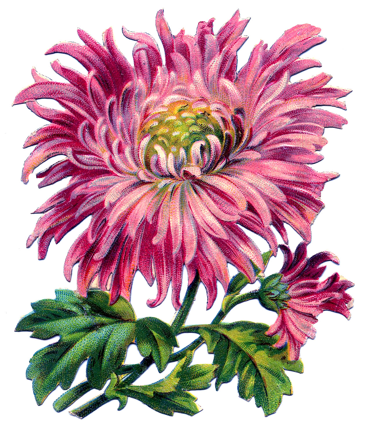 Free Chrysanthemum Cliparts, Download Free Chrysanthemum Cliparts png
