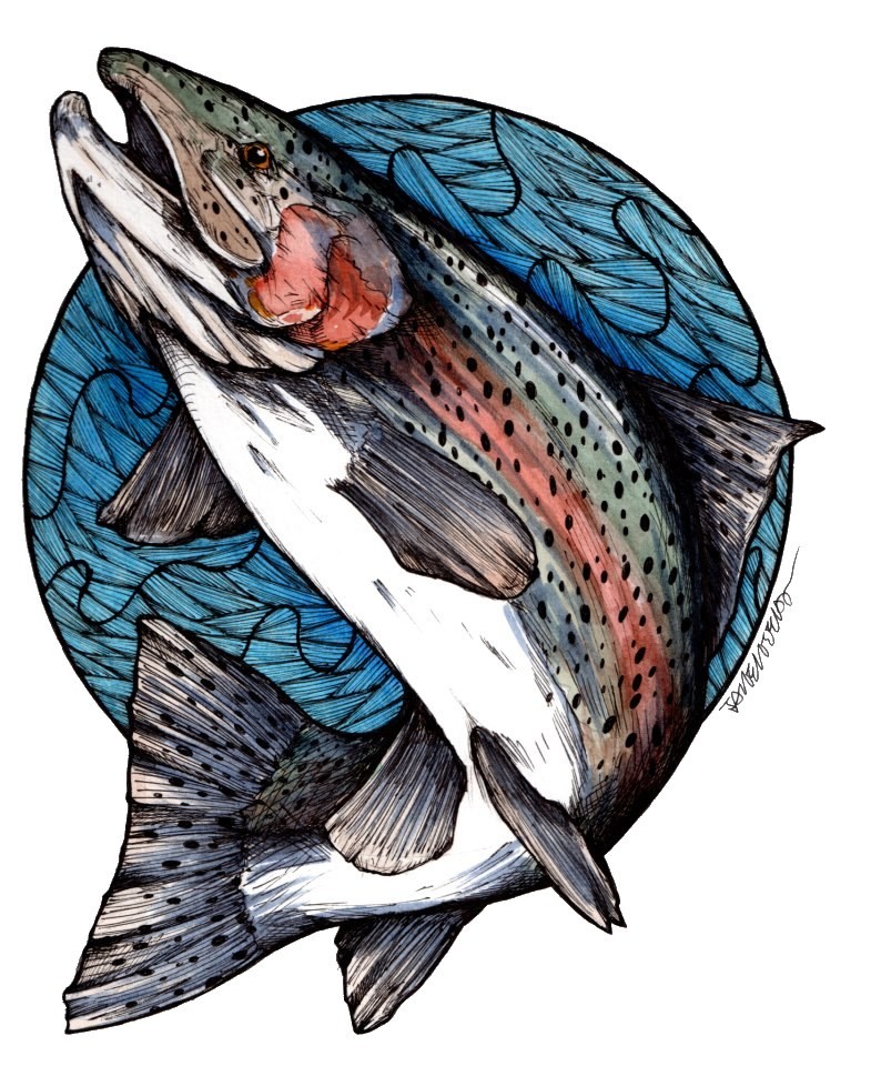 steelhead fish art Clip Art Library