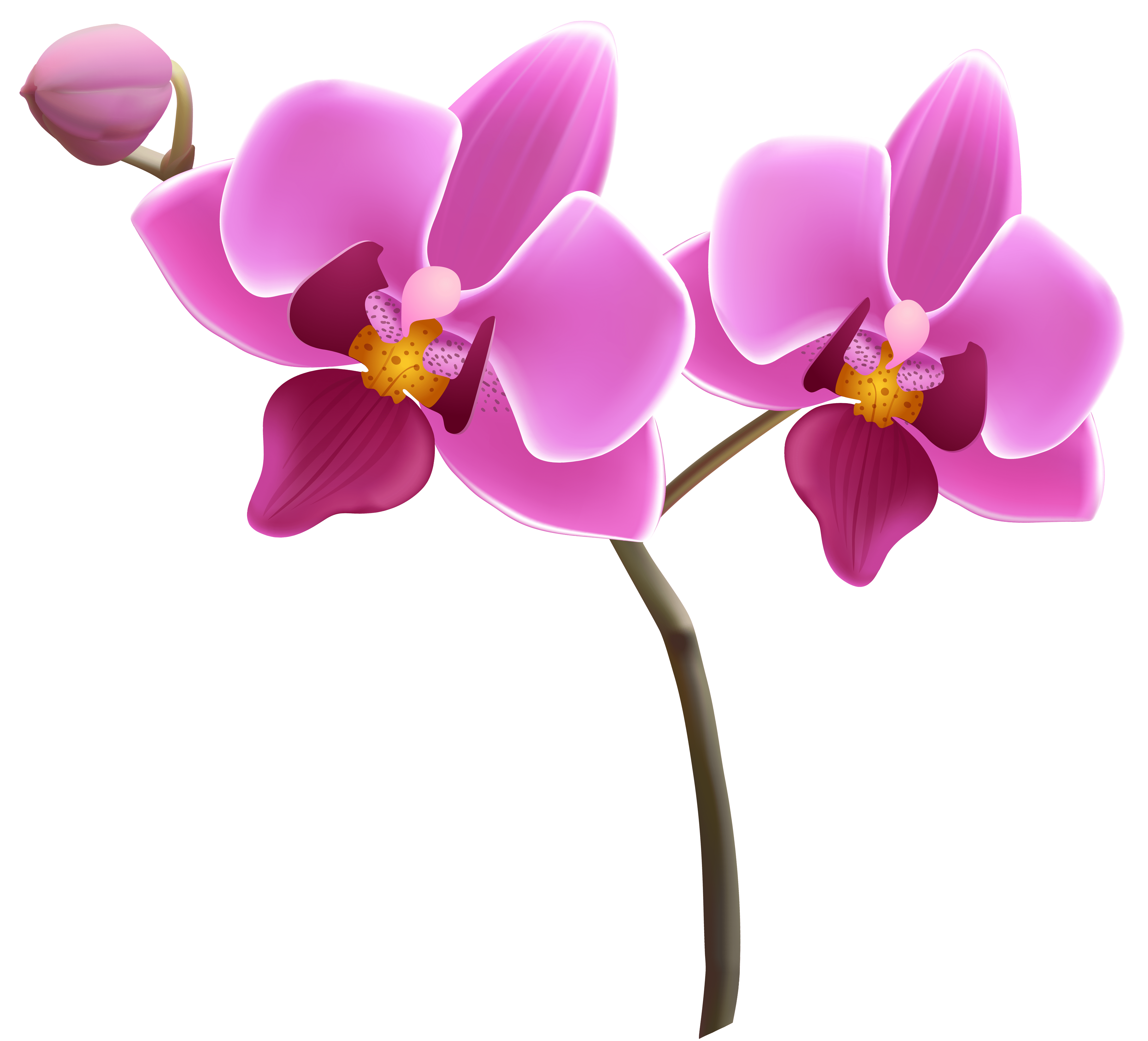 Free Orchid Cliparts, Download Free Orchid Cliparts png images, Free