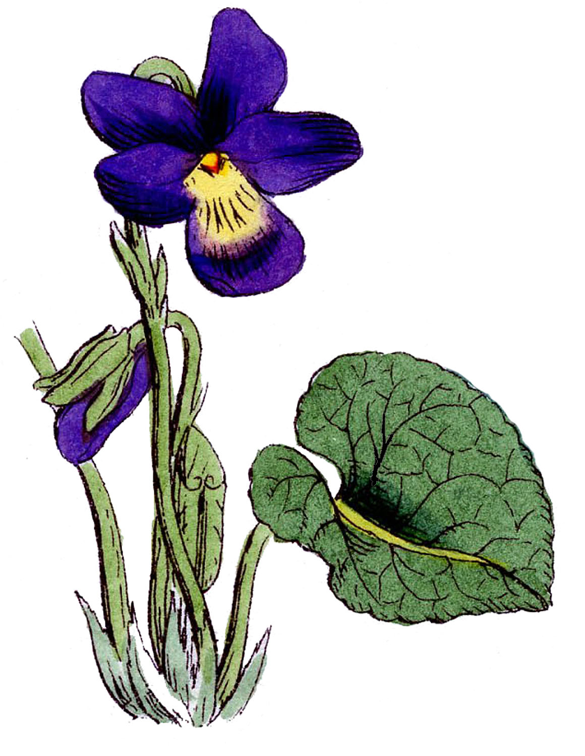 Free Violet Cliparts, Download Free Violet Cliparts png images, Free