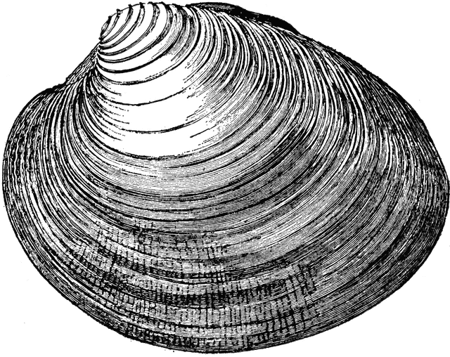 clam black and white clipart Clip Art Library