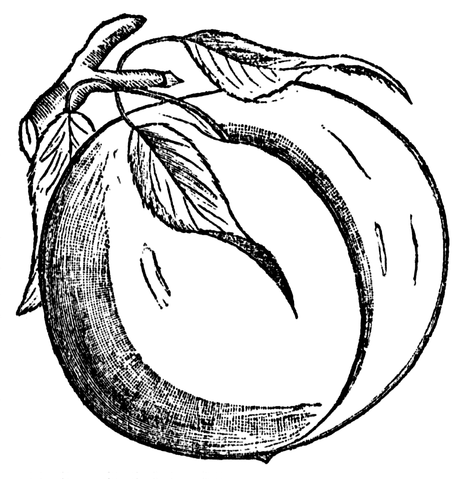 Free Peach Cliparts, Download Free Peach Cliparts png images, Free