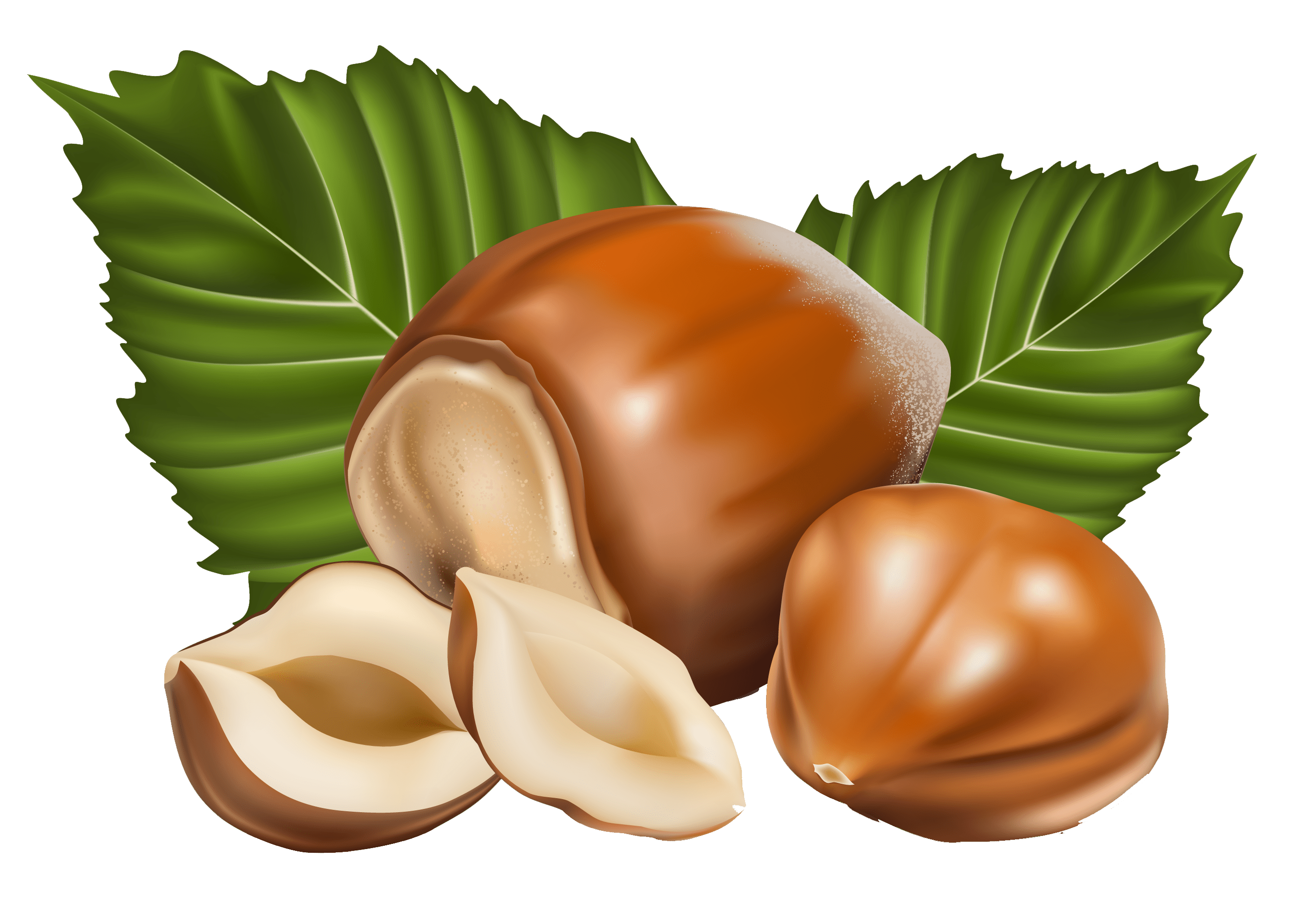 Free Hazelnut Cliparts, Download Free Hazelnut Cliparts png images