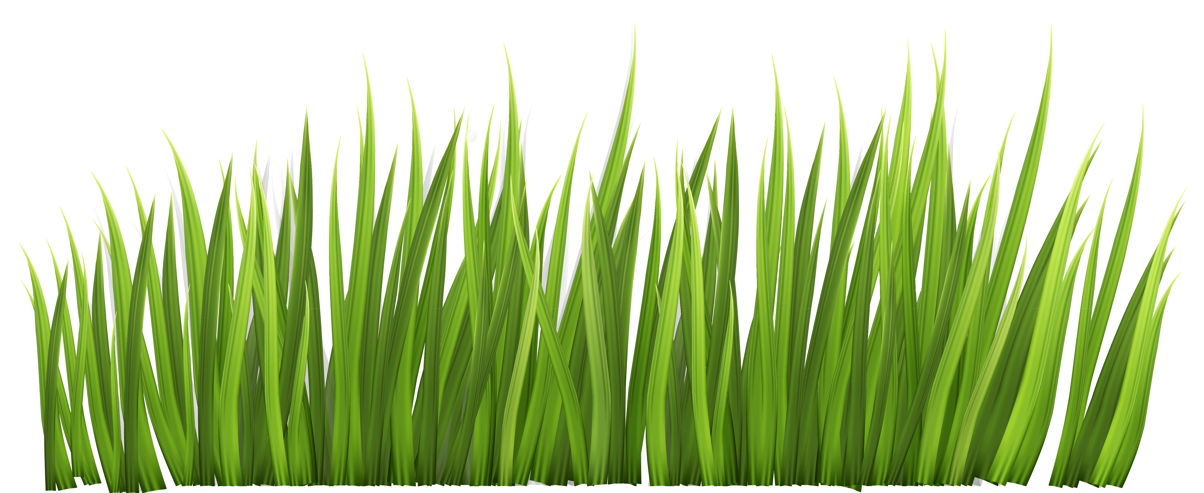 A clipart image of vibrant green grass against a white background. 243720