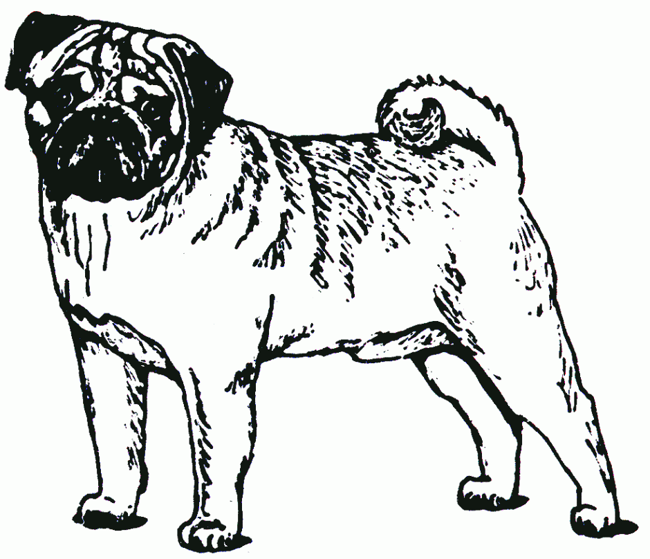 Free Pug Cliparts, Download Free Pug Cliparts png images, Free ClipArts