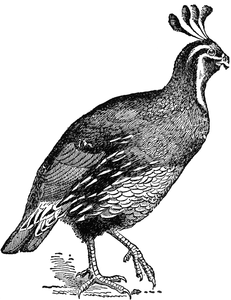 Free Quail Cliparts, Download Free Quail Cliparts png images, Free