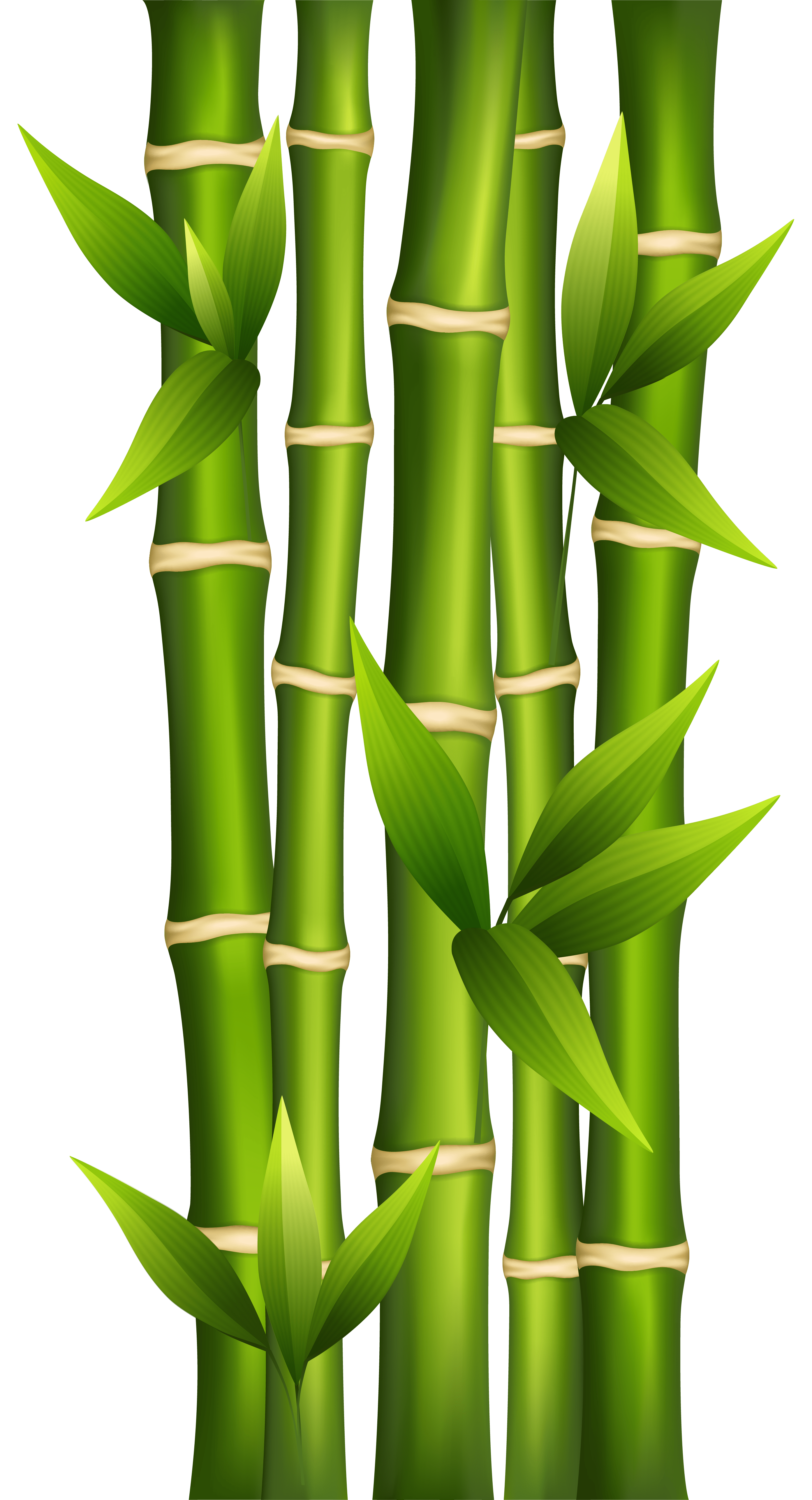 bamboo clipart Clip Art Library