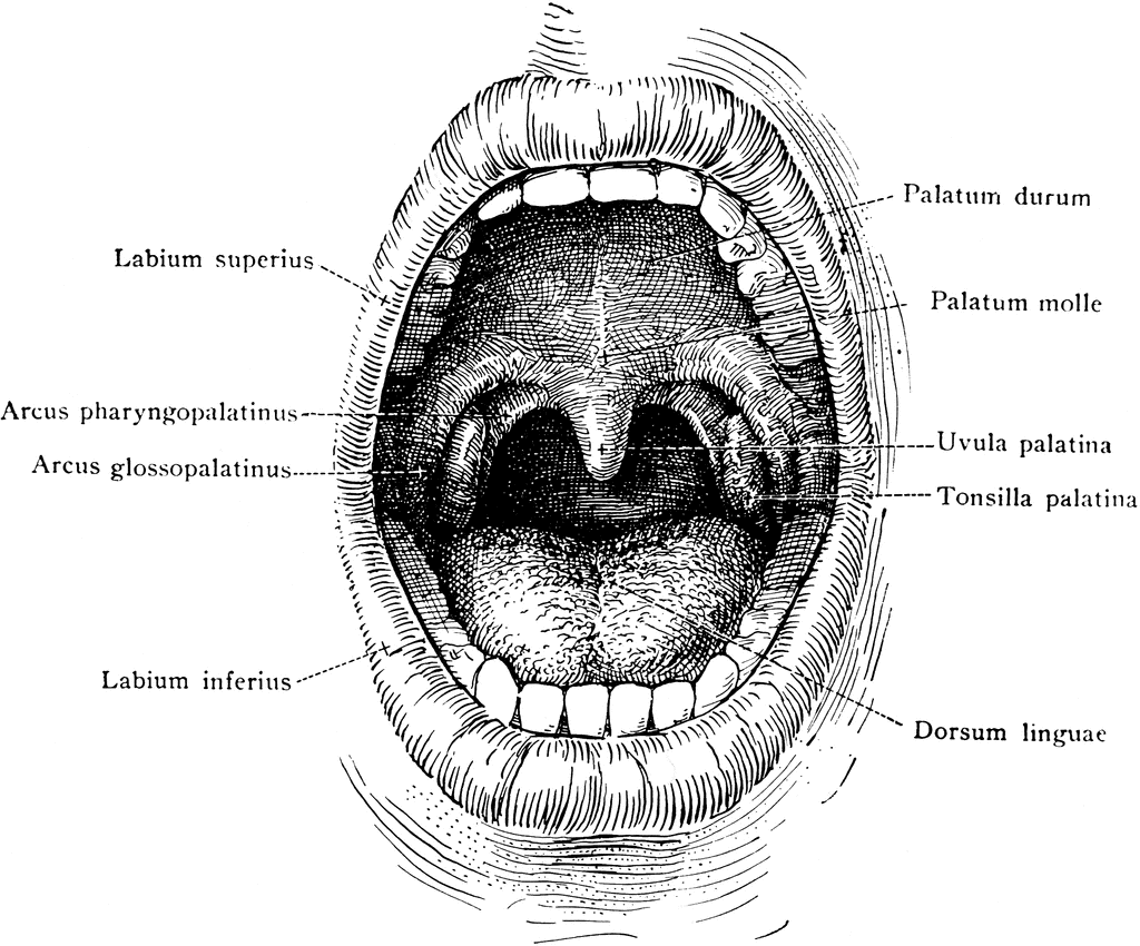 oral cavity anatomy black and white Clip Art Library
