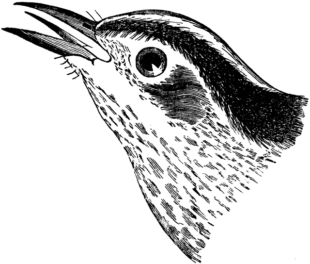 Free Creeper Cliparts, Download Free Creeper Cliparts png images, Free