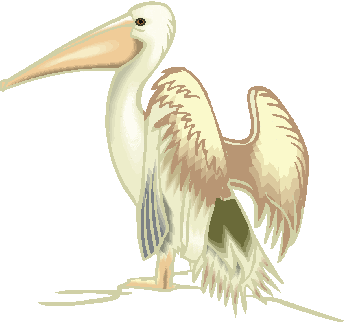 Free Pelican Cliparts, Download Free Pelican Cliparts png images, Free