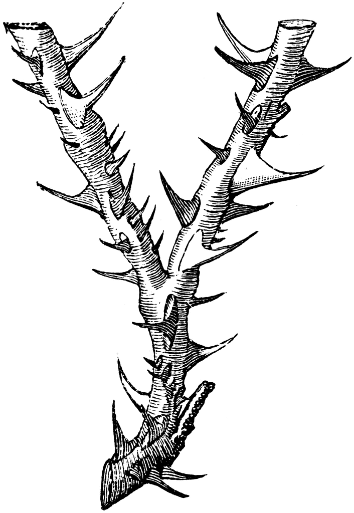 Free Thorn Cliparts, Download Free Thorn Cliparts png images, Free