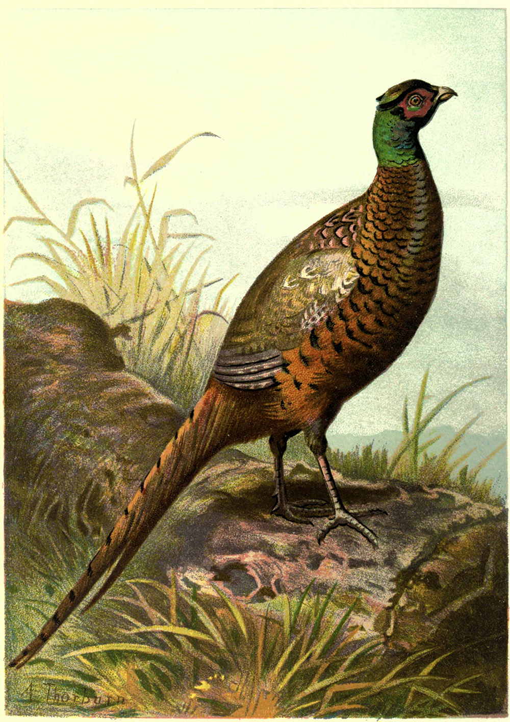 Free Pheasant Cliparts, Download Free Pheasant Cliparts png images