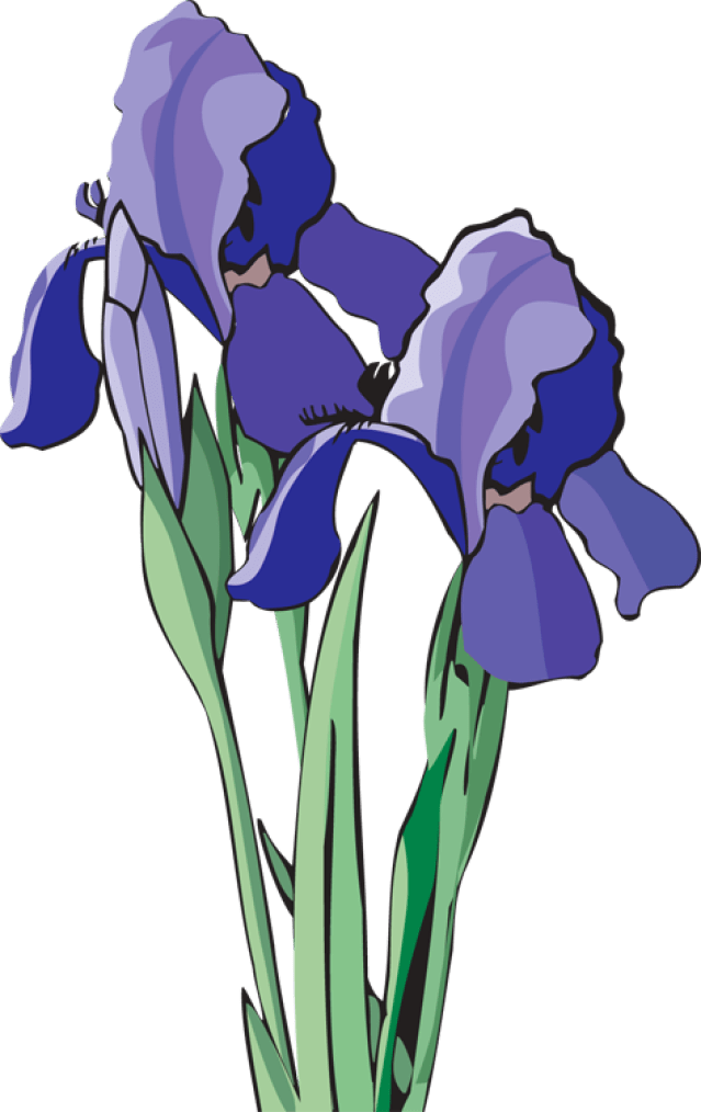 Purple Iris Flower Clip Art Cliparts