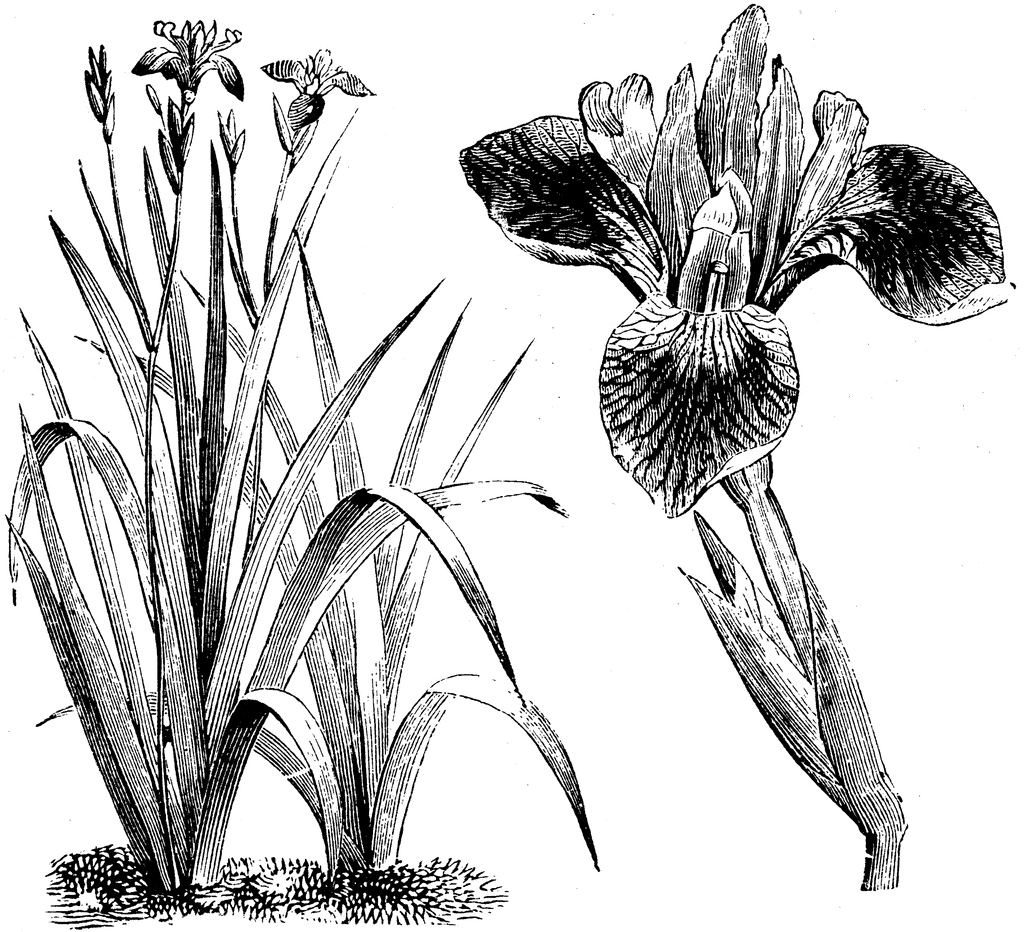 Free Black And White Iris Tattoo, Download Free Black And White Iris Tattoo Png Images, Free Cliparts On Clipart Library 932_x_1024_gif