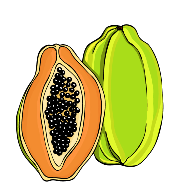 Free Papaya Cliparts, Download Free Papaya Cliparts png images, Free