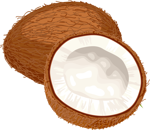 Coconut Clipart Free Download Clip Art Free Clip Art on Clipart