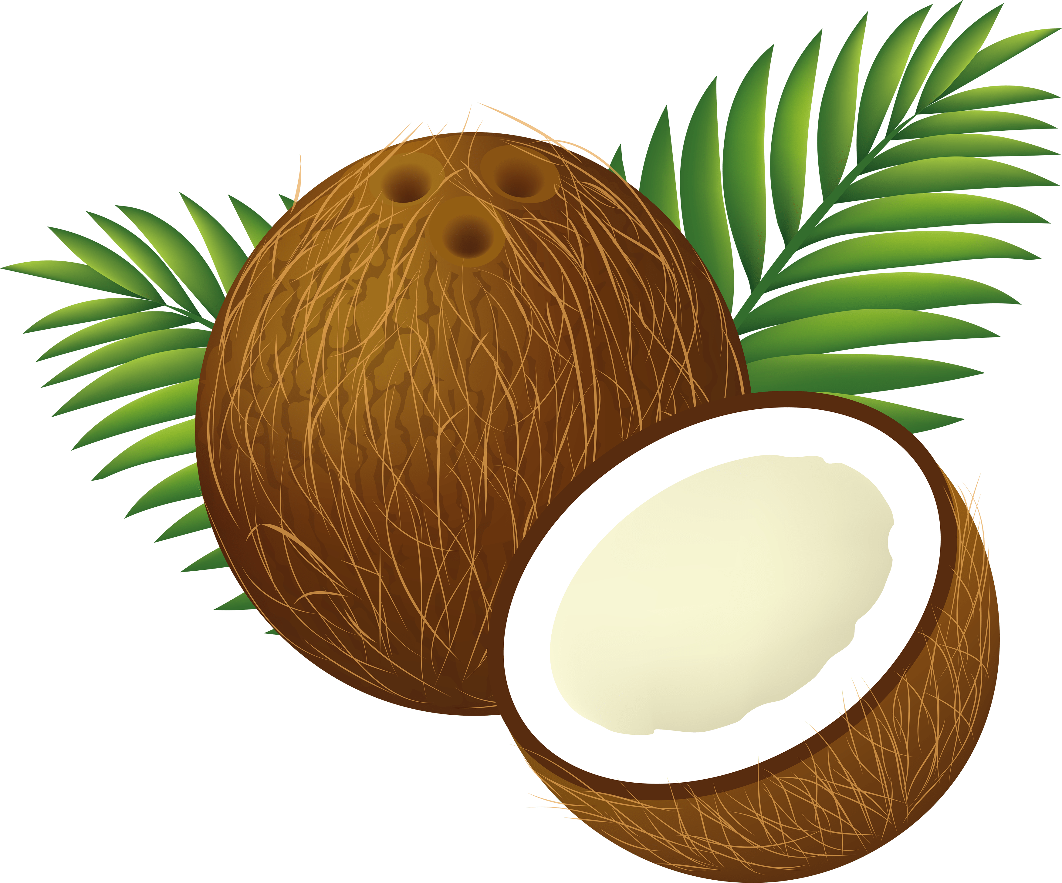 Free Coconut Cliparts, Download Free Coconut Cliparts png images, Free