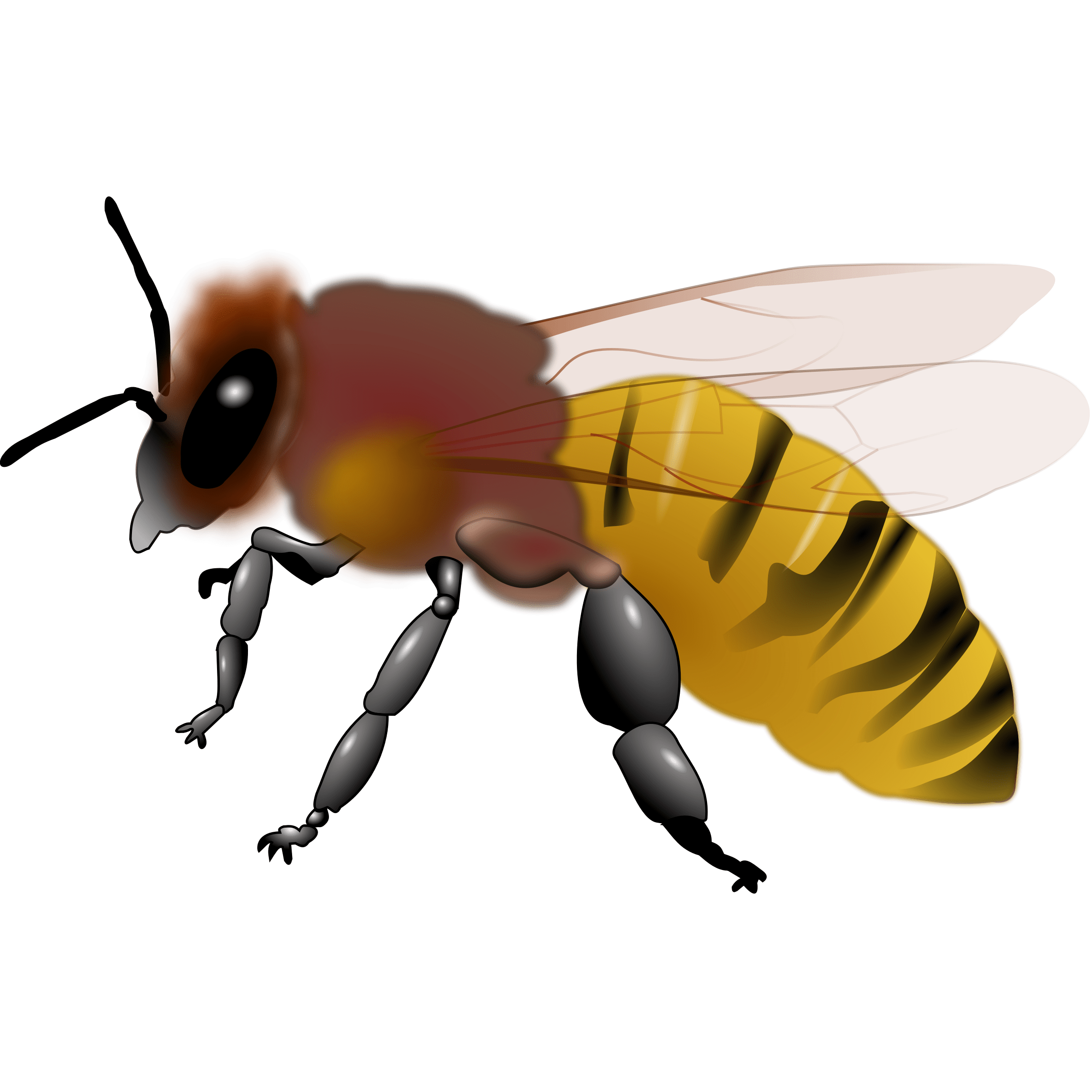 Free Honeybee Cliparts, Download Free Honeybee Cliparts png images, Free ClipArts on Clipart Library