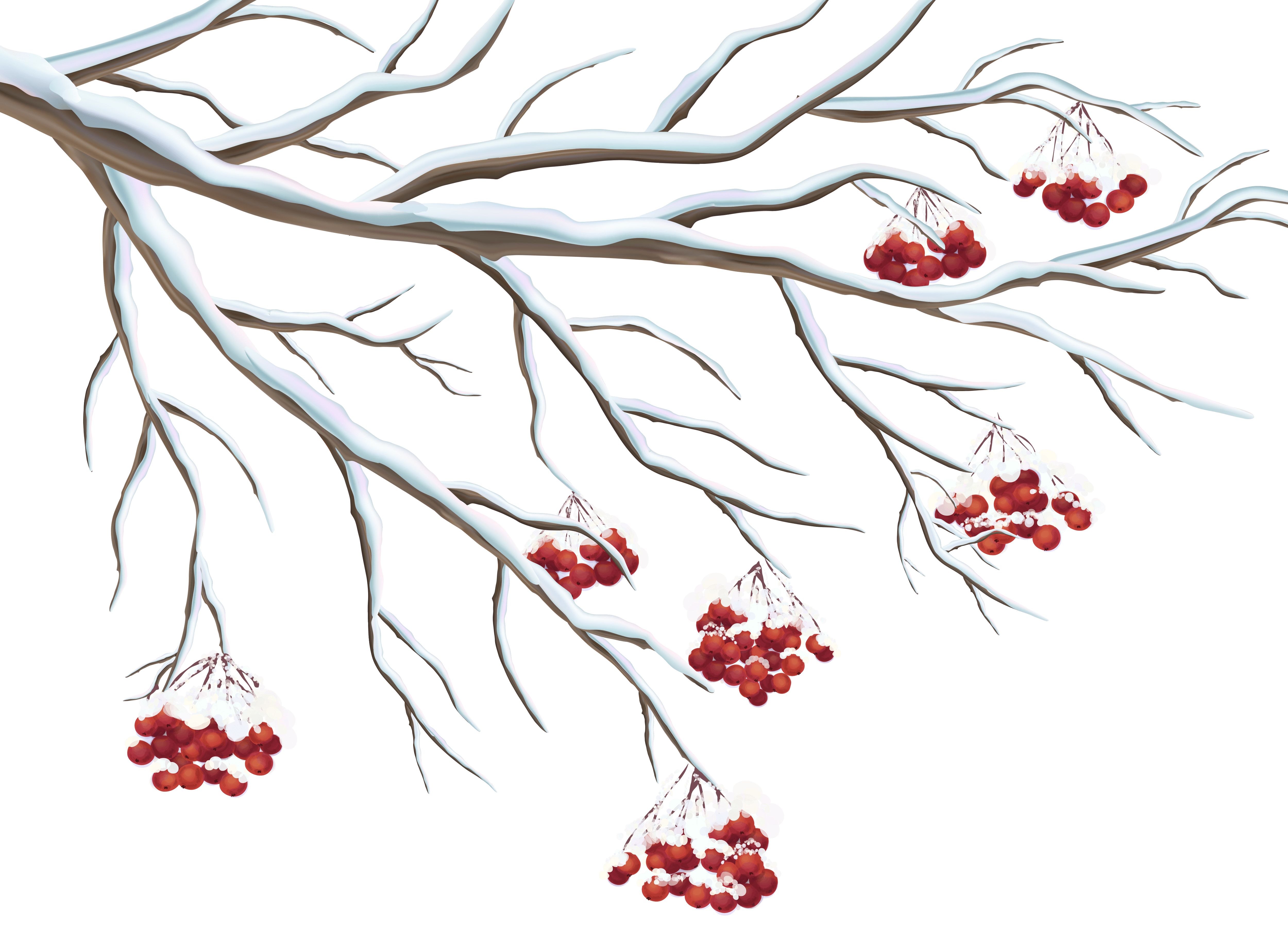 Free Berries Cliparts, Download Free Berries Cliparts png images, Free