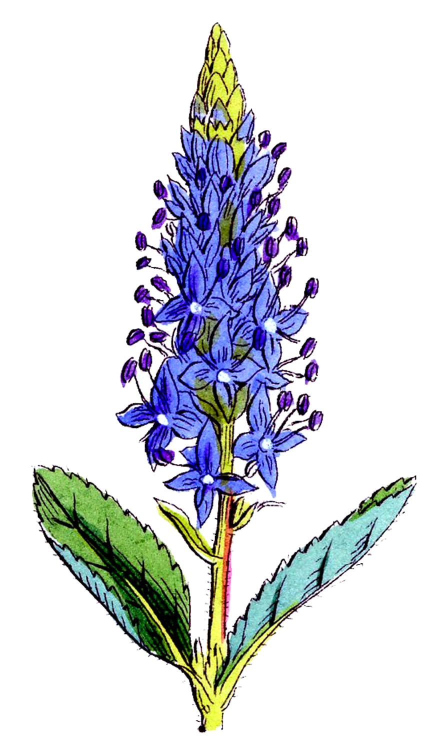 Free Wildflowers Cliparts, Download Free Wildflowers Cliparts png images, Free ClipArts on