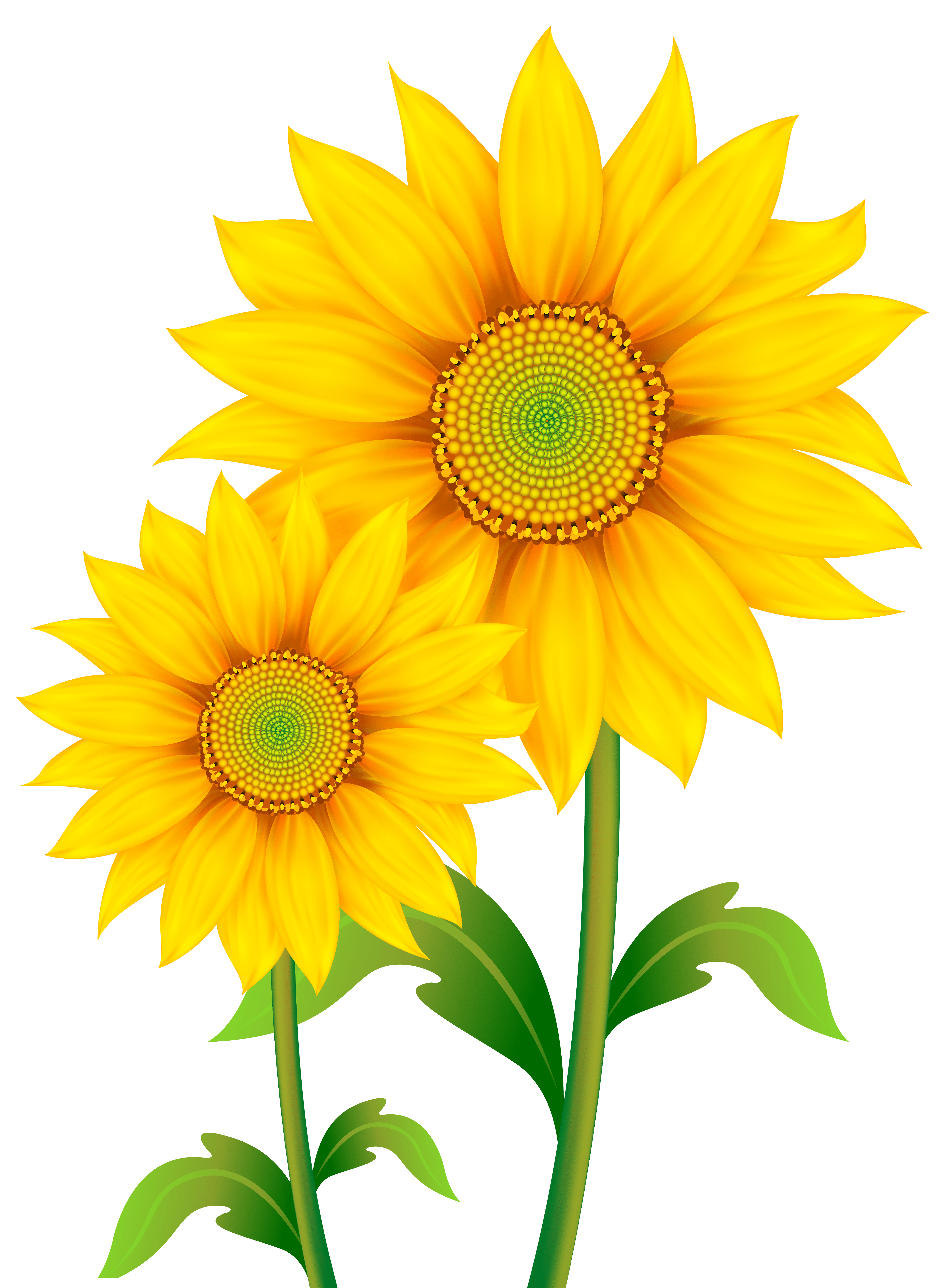 Free Sunflowers Cliparts, Download Free Sunflowers Cliparts png images