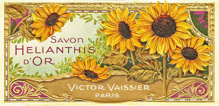 Free Sunflowers Cliparts, Download Free Sunflowers Cliparts png images