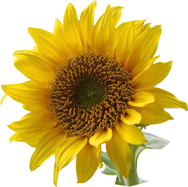 Sunflowers Cliparts Add a Touch of Natural Beauty to Your Designs