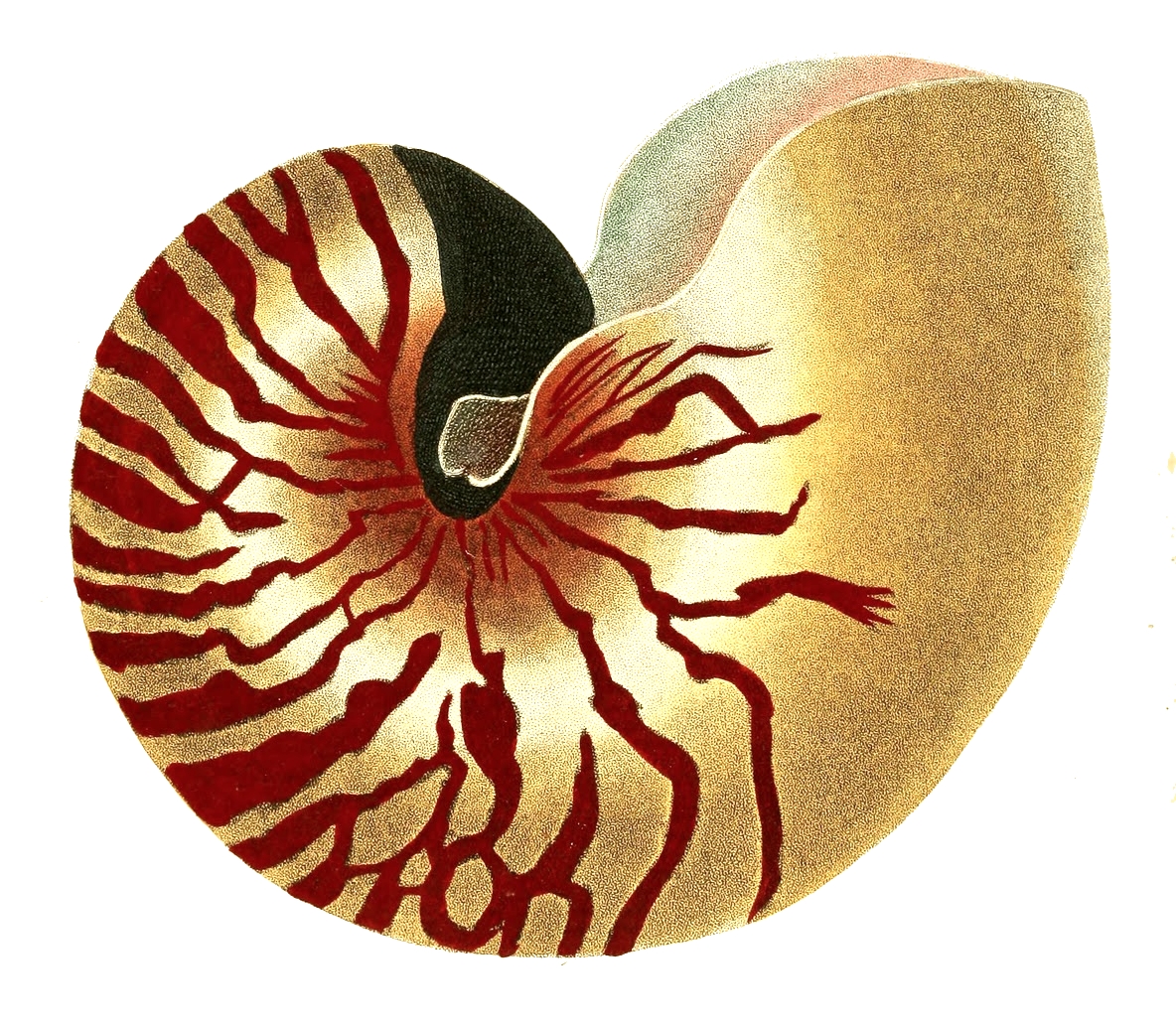 Free Seashells Cliparts, Download Free Seashells Cliparts png images