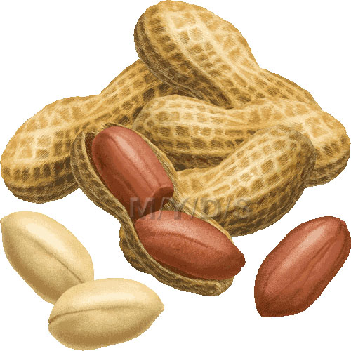 Free Nuts Cliparts, Download Free Nuts Cliparts png images, Free
