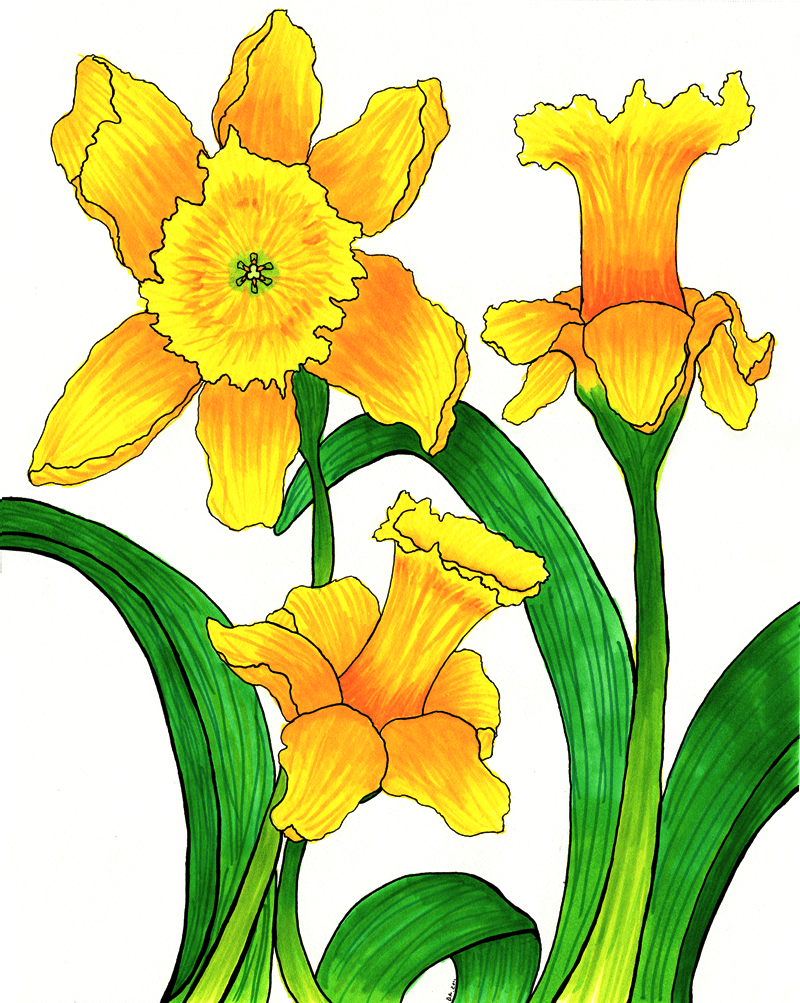 Free Narcissus Cliparts, Download Free Narcissus Cliparts png images