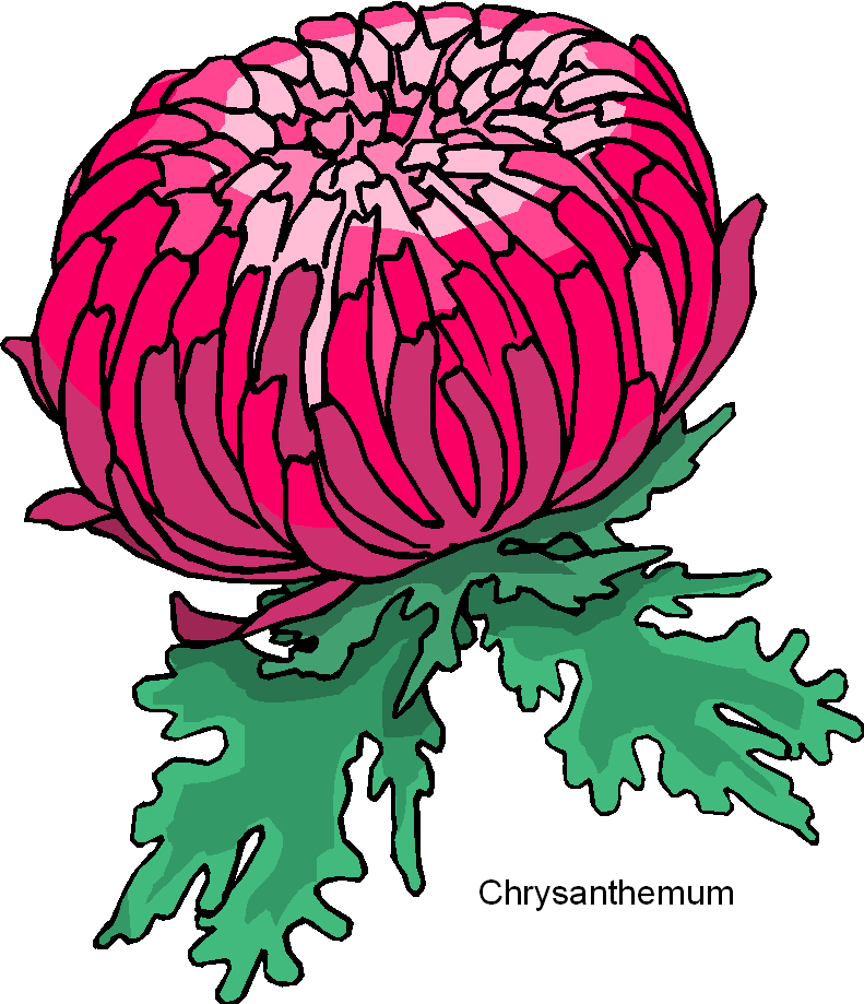 Free Chrysanthemums Cliparts, Download Free Chrysanthemums Cliparts png