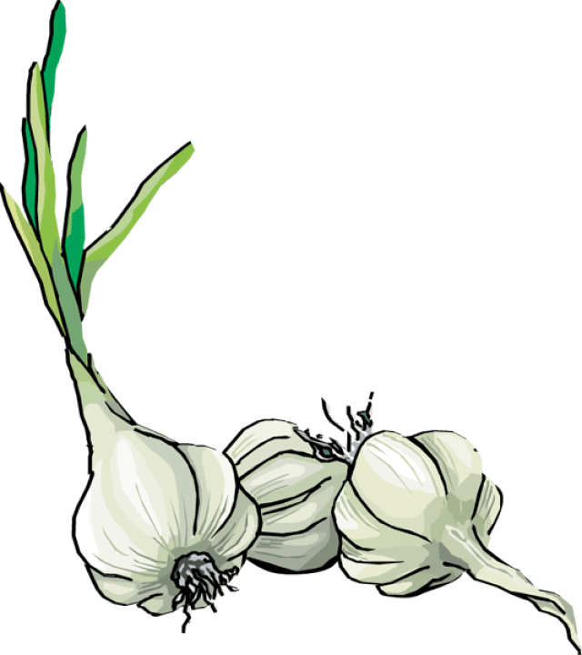 Free Garlic Cliparts, Download Free Garlic Cliparts png images, Free ClipArts on Clipart Library