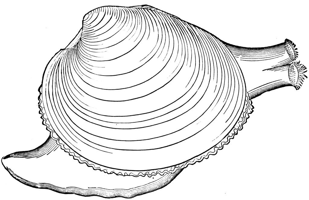Free Clams Cliparts, Download Free Clams Cliparts png images, Free